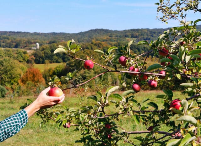 a hand pulling an apple off of an apple tree