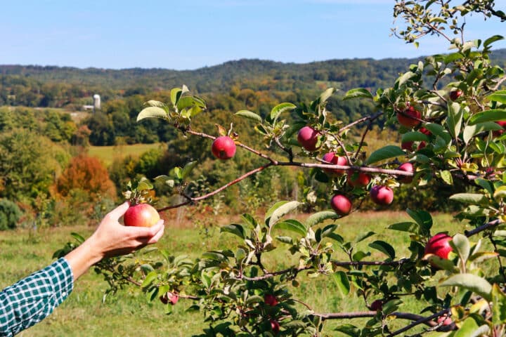 a hand pulling an apple off of an apple tree