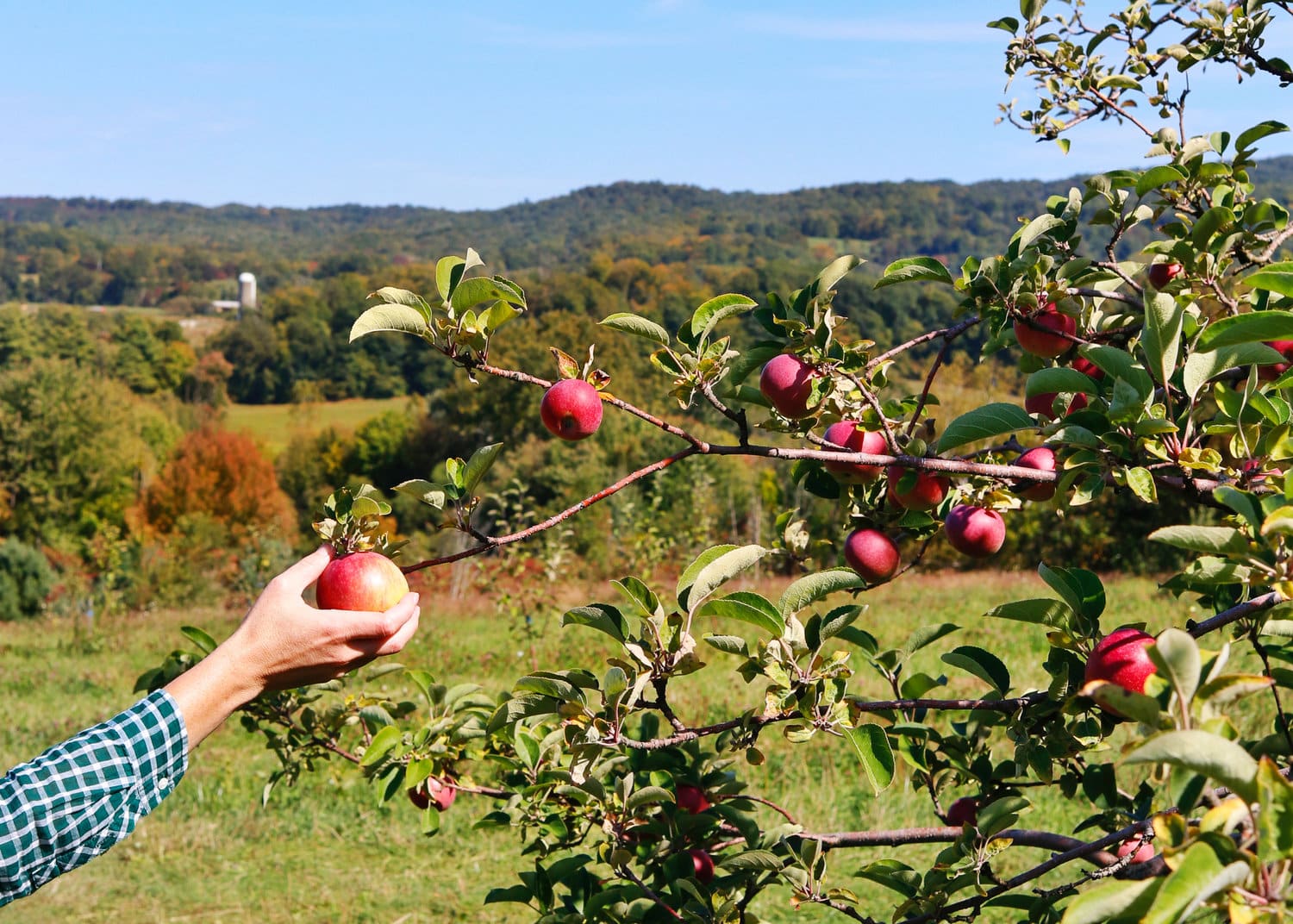 a hand pulling an apple off of an apple tree