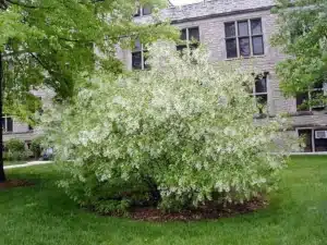 Fringe tree about 10 feet wide and 8 feet tall growing in a maintained lawn outside a stone building.