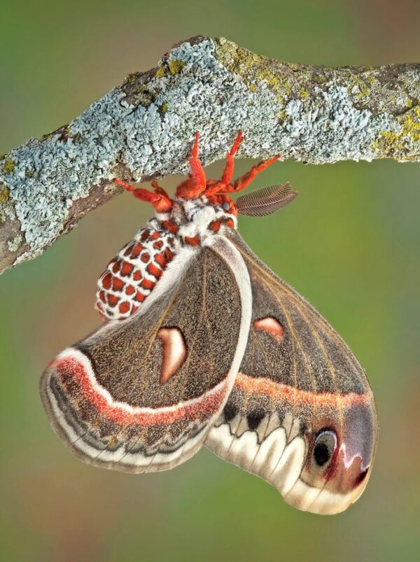 What's Poppin'? Phenological Fun: Cecropia Moth - Alliance for the ...