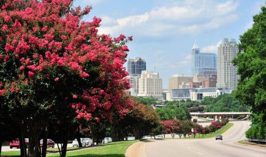 Raleigh skyline along S Saunders Street bordered by blooming crepe myrtle trees.