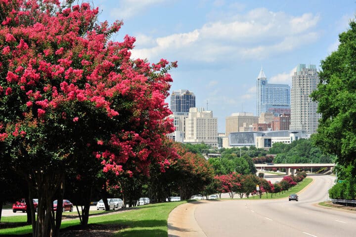 Raleigh skyline along S Saunders Street bordered by blooming crepe myrtle trees.