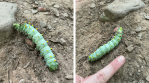 Two photos of cecropia larva on a dirt- and rock-filled trail.