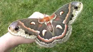 Cecropia moth with it's wings spread wide open resting on a person's hand.