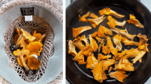 Left photo: freshly foraged chanterelle mushrooms in a straw hat. Right photo: Roughly chopped chanterelles sauteeing in a cast iron skillet.