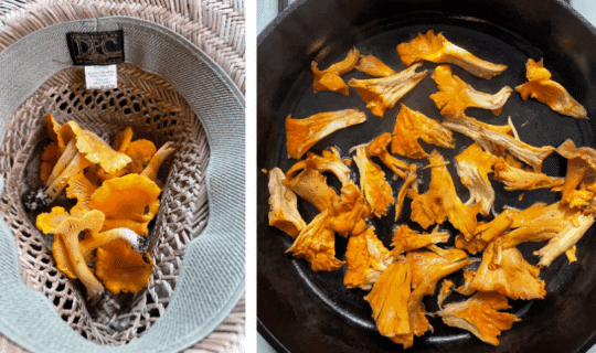Left photo: freshly foraged chanterelle mushrooms in a straw hat. Right photo: Roughly chopped chanterelles sauteeing in a cast iron skillet.