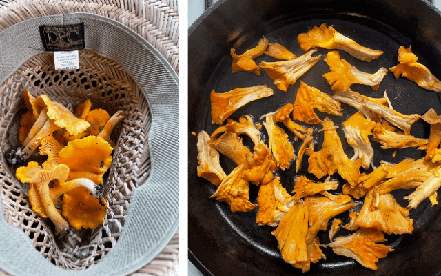 Left photo: freshly foraged chanterelle mushrooms in a straw hat. Right photo: Roughly chopped chanterelles sauteeing in a cast iron skillet.