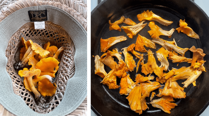 Left photo: freshly foraged chanterelle mushrooms in a straw hat. Right photo: Roughly chopped chanterelles sauteeing in a cast iron skillet.