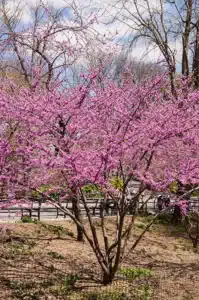 Young eastern redbud in full bloom in Central Park in New York City.
