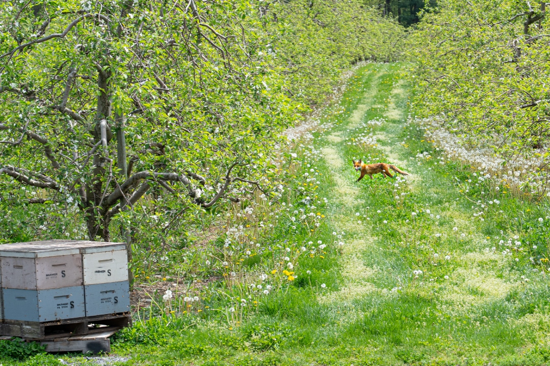 a fox running though an orchard