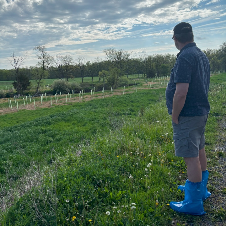 a person looks across a field of newly-planted trees