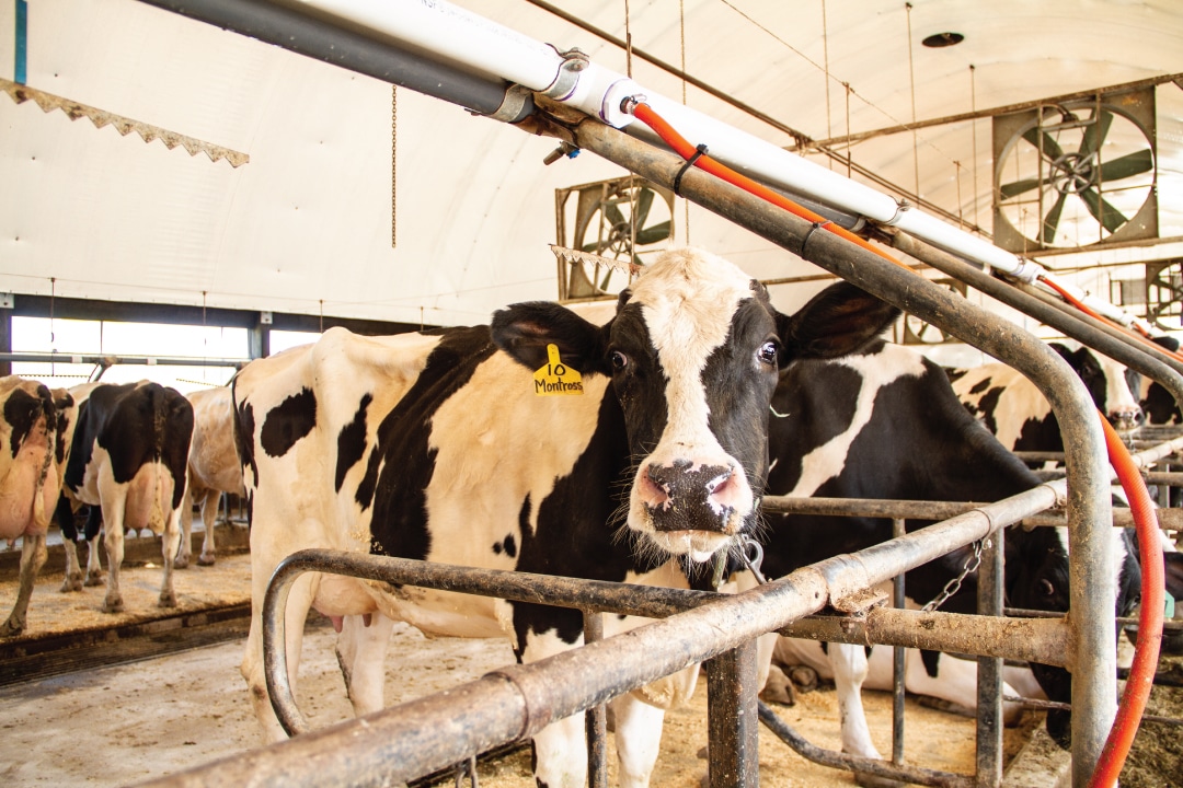 a cow inside a barn looking at the camera