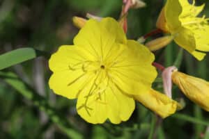 A yellow Oenothera fruticosa bloom.