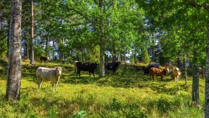 cows grazing in a wooded area