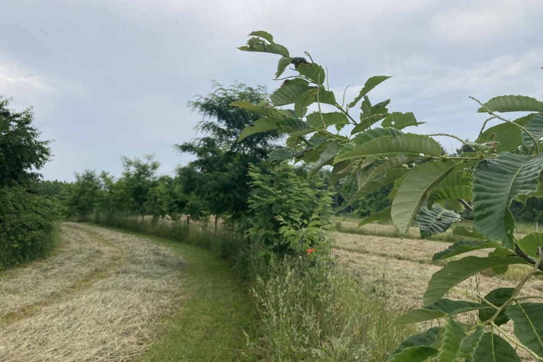 vegetation following a curved path
