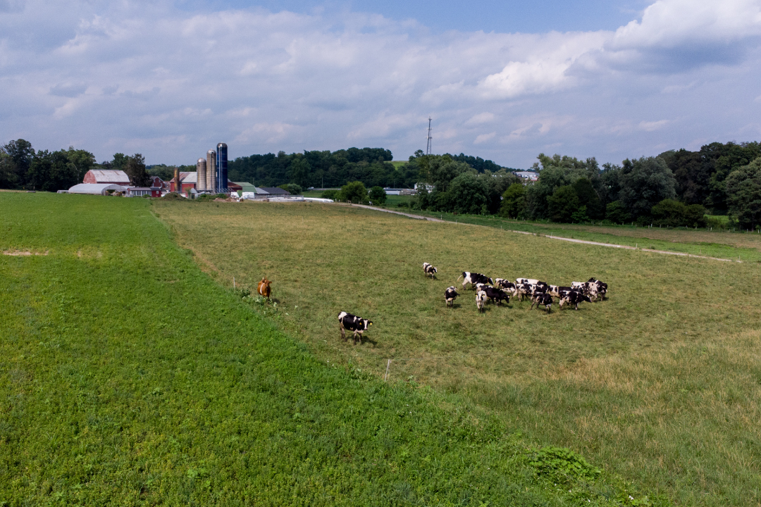 cows grazing in a field