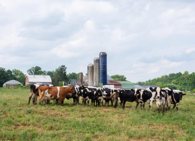 cows grazing in a field