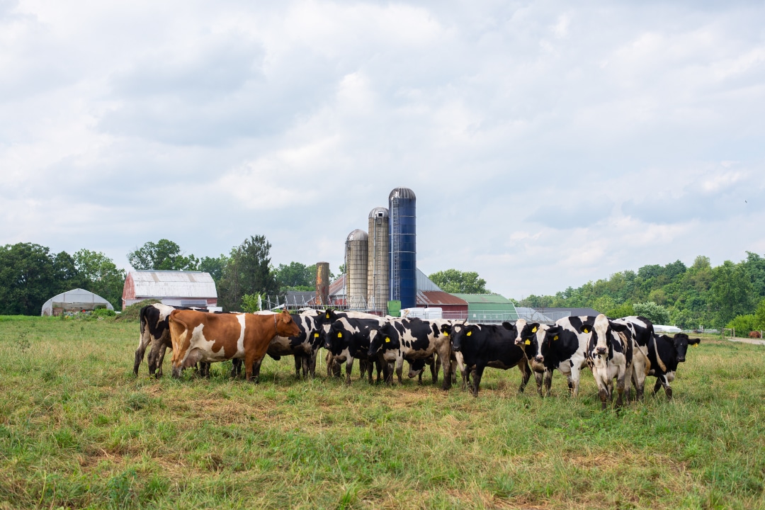 cows grazing in a field