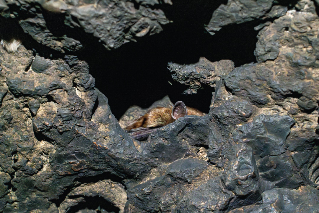 A bat obscured by cave rocks