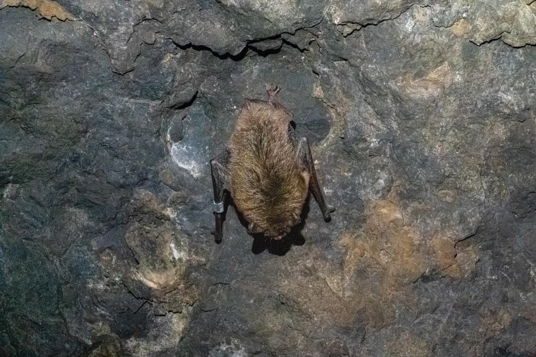 a bat clinging to a cave wall