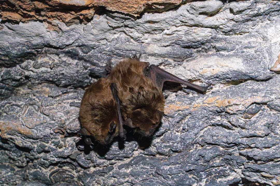 two bats against a cave wall
