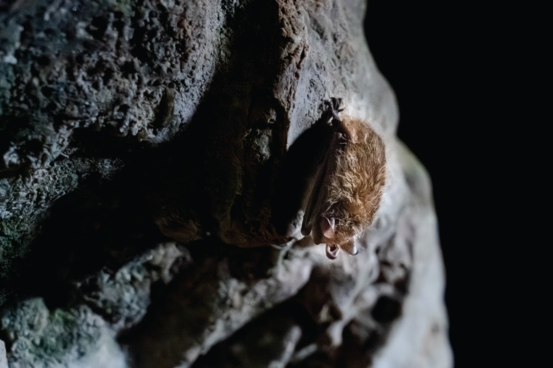 a bat clinging to a cave wall