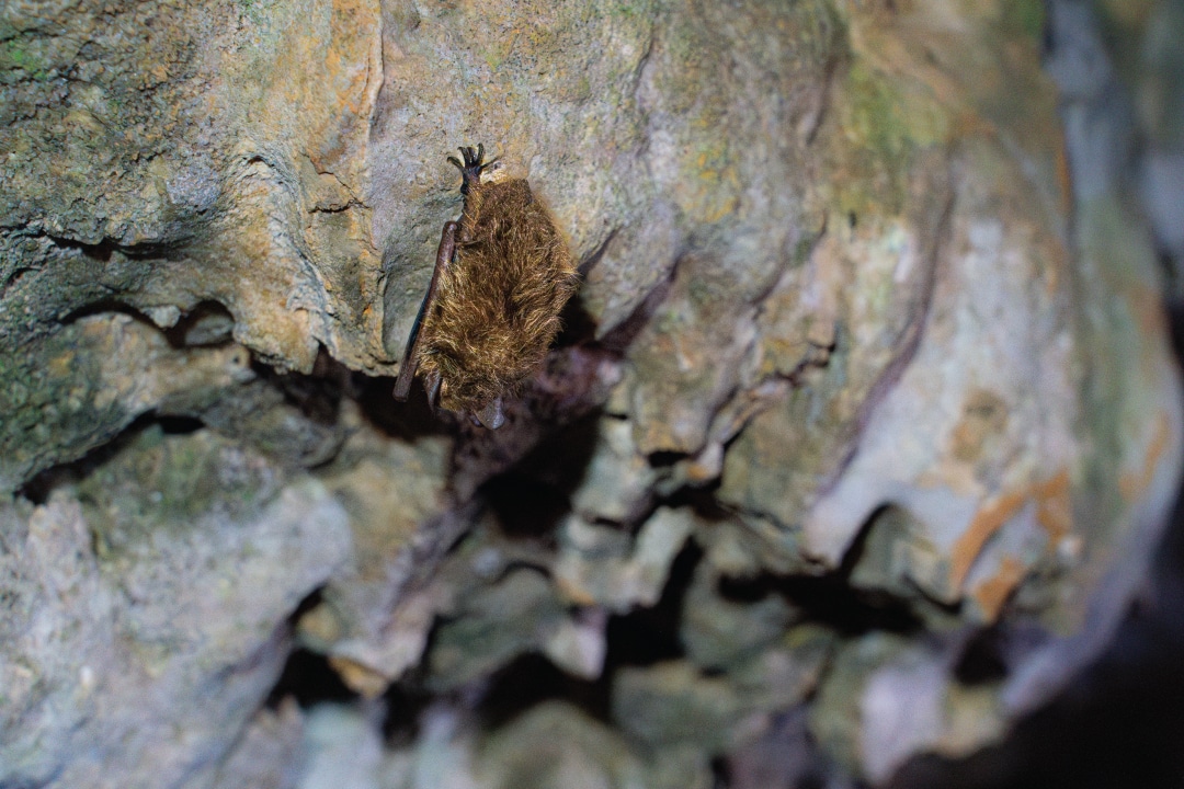 a bat clinging to a cave wall