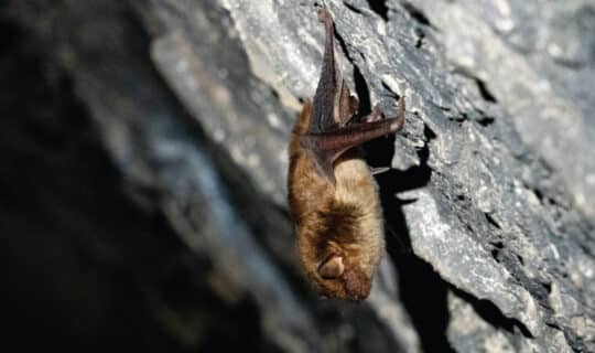 a bat on a cave wall