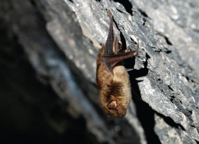 a bat on a cave wall