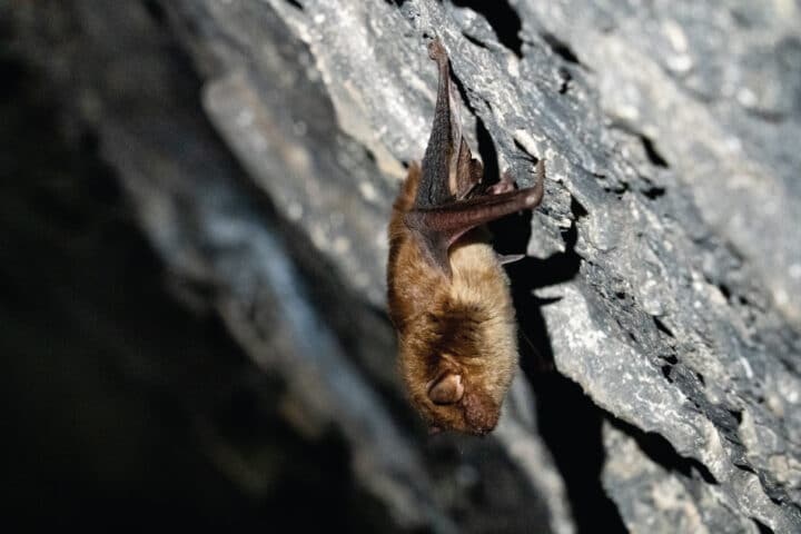 a bat on a cave wall