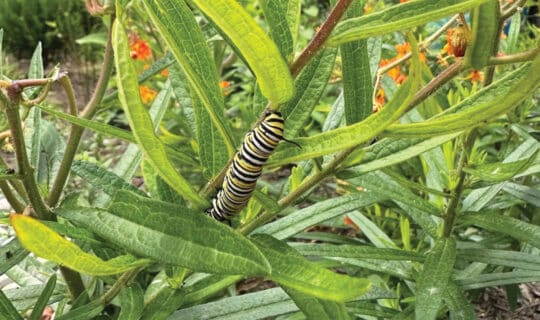 a yellow, black, and white caterpillar on a plant