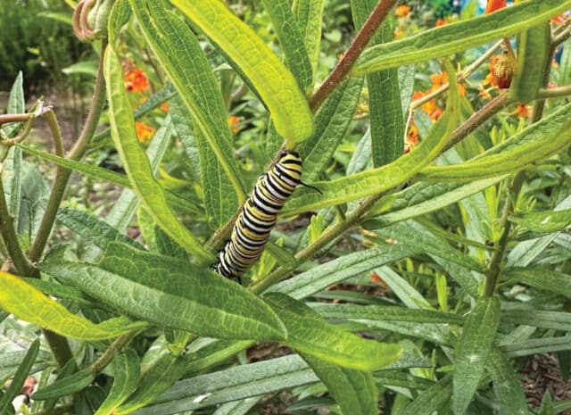 a yellow, black, and white caterpillar on a plant