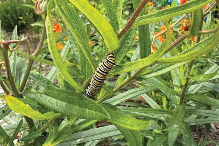 a yellow, black, and white caterpillar on a plant