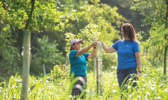 two people tend to a young tree growing out of its tree tube