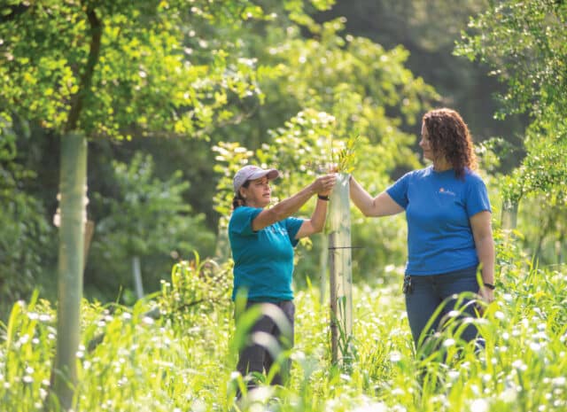 two people tend to a young tree growing out of its tree tube