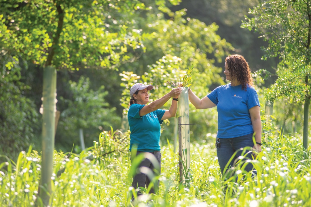 two people tend to a young tree growing out of its tree tube