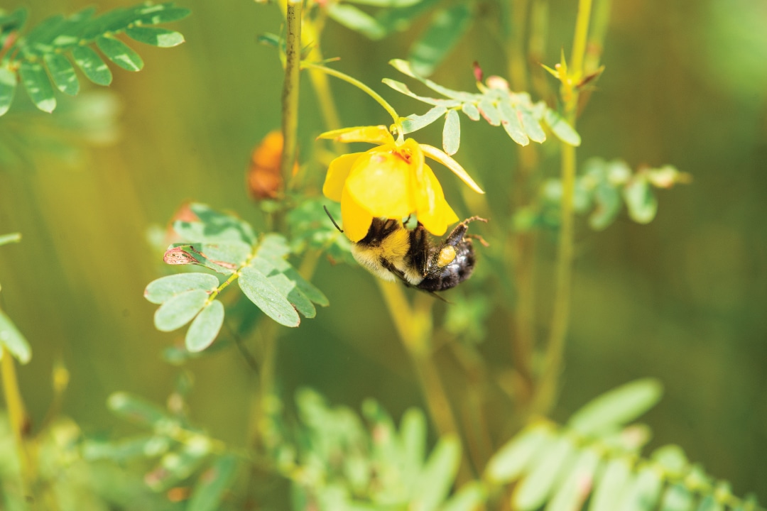 a bee sitting on a yellow flower