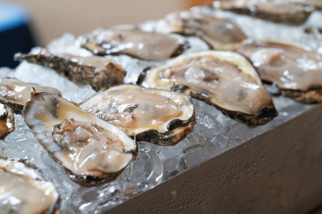 rows of oysters sitting on ice