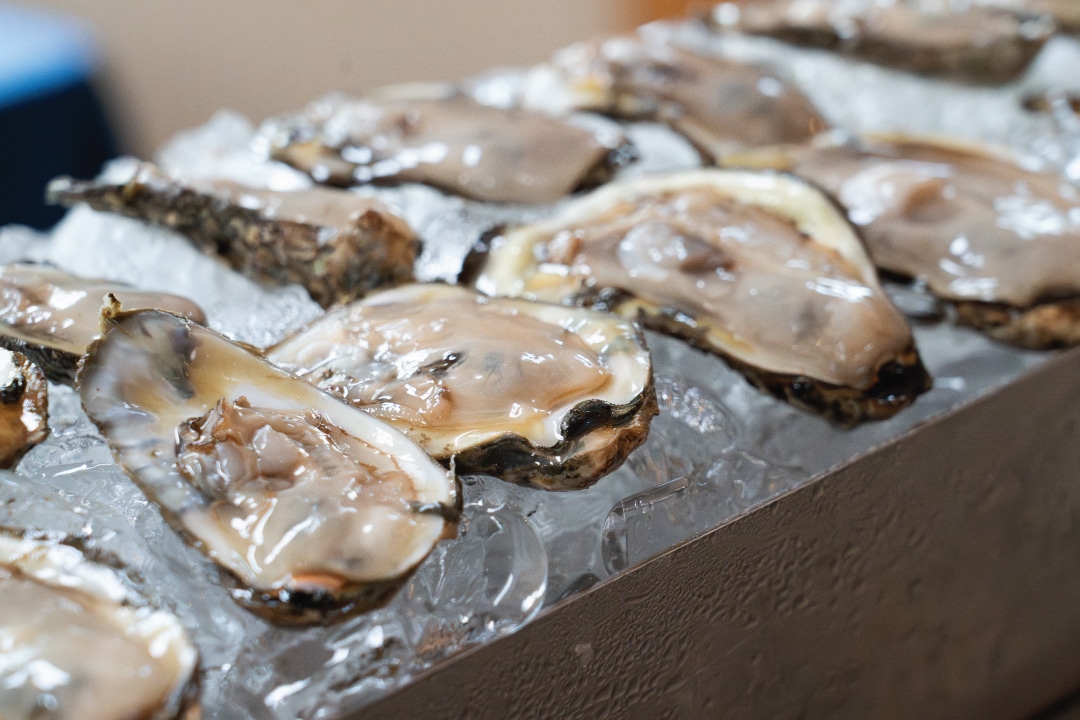 rows of oysters sitting on ice