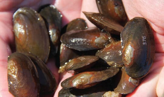hands cupping multiple mussels