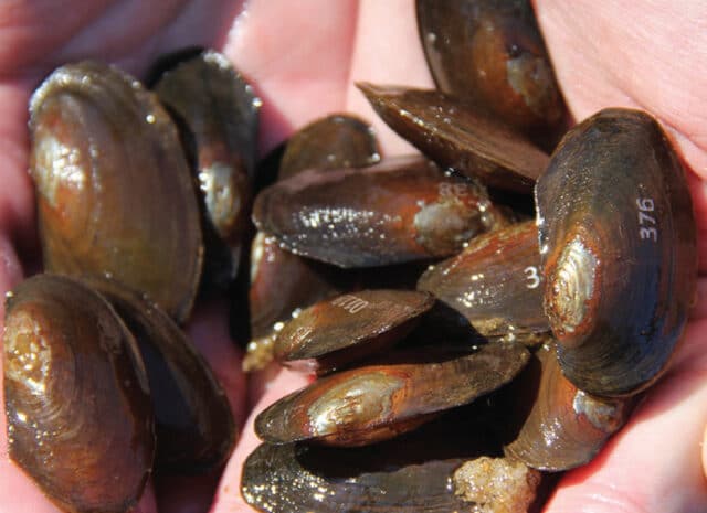 hands cupping multiple mussels
