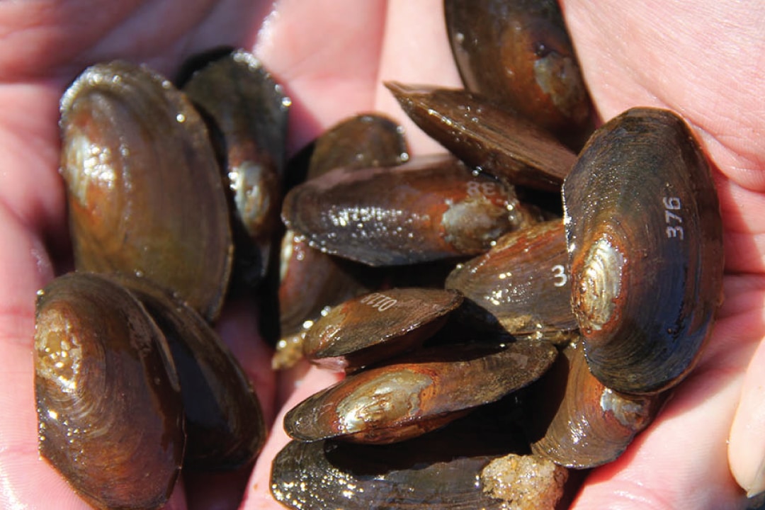 hands cupping multiple mussels