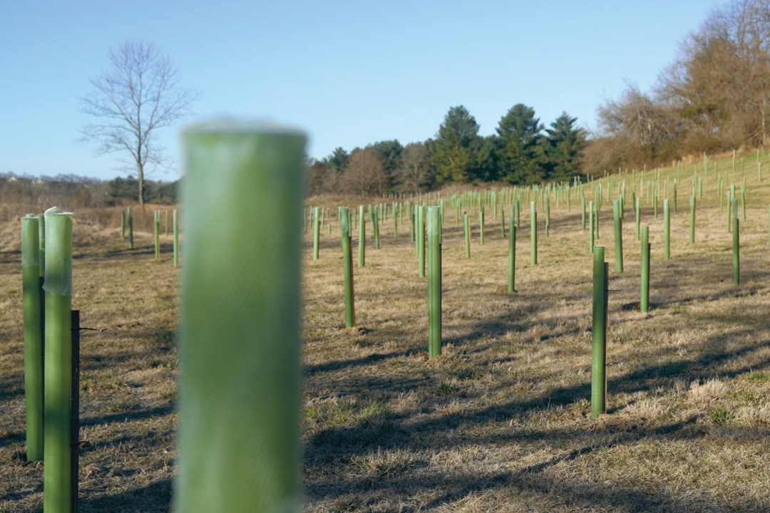 a field of young trees inside tree tubes