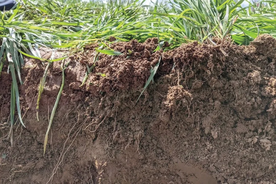 a profile of plant roots in soil