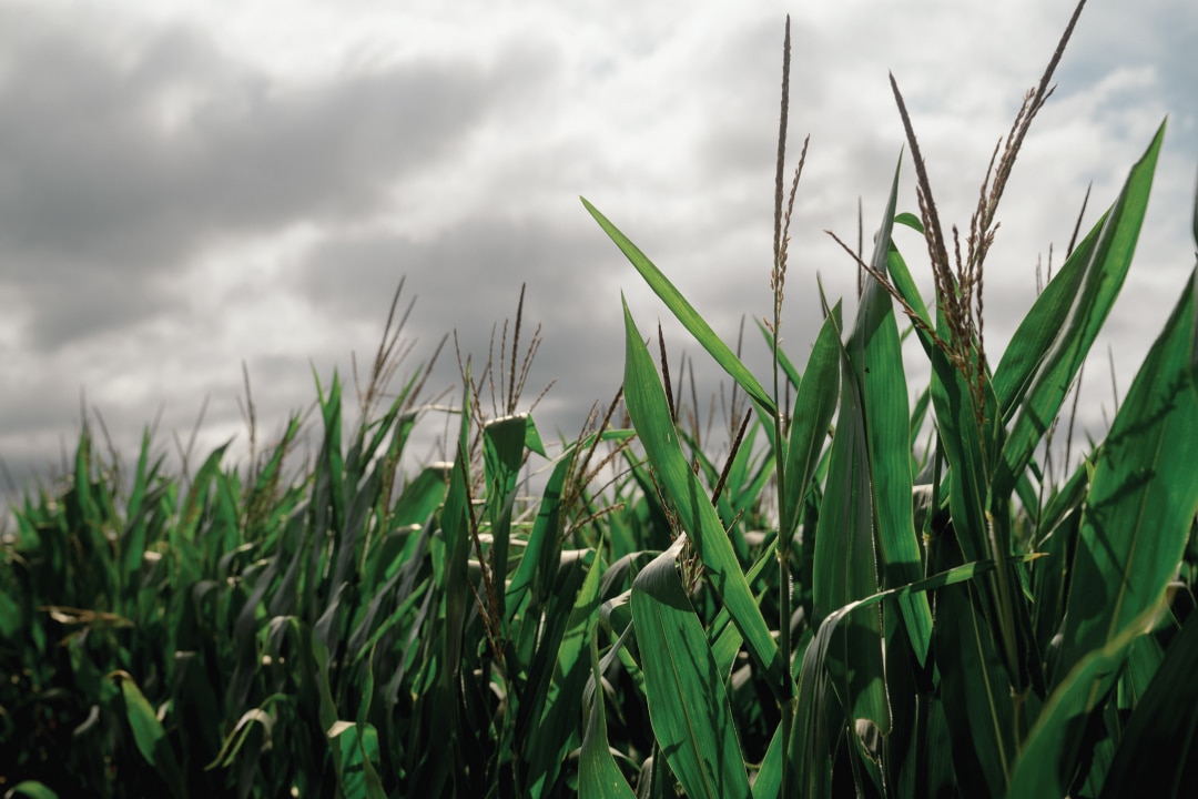 a close up of corn crops in the sun
