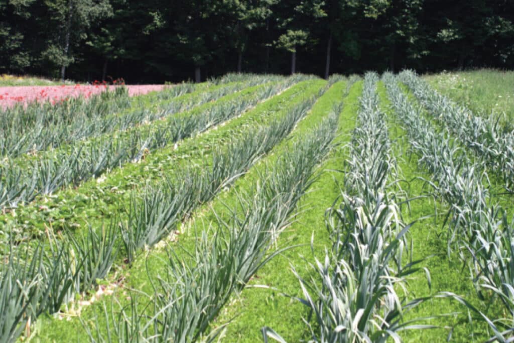 a field with distinct rows of crops