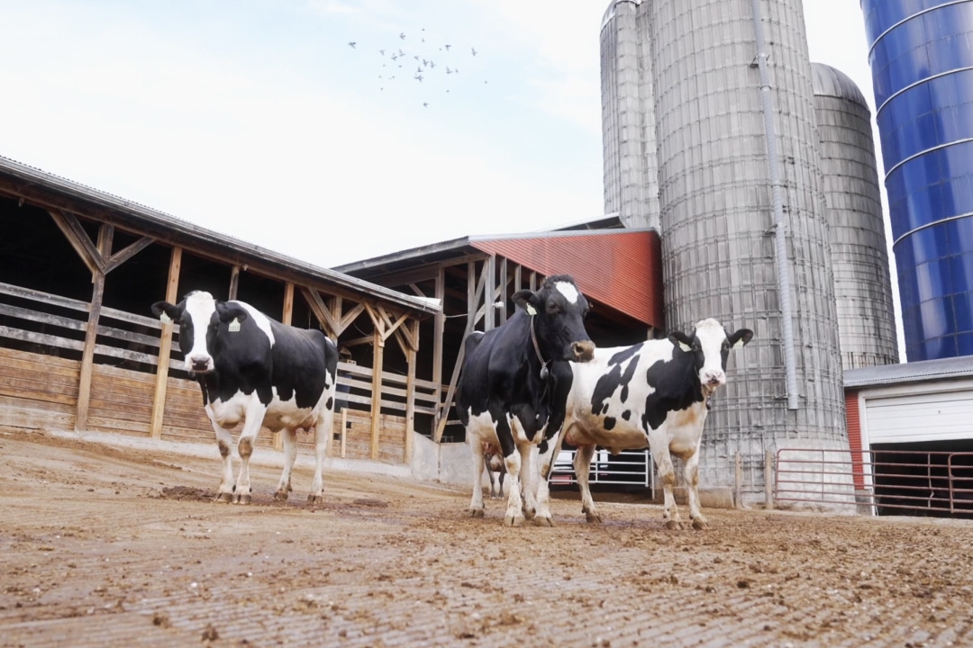 black and white cows in the barnyard of a farm in front of a barn and silos
