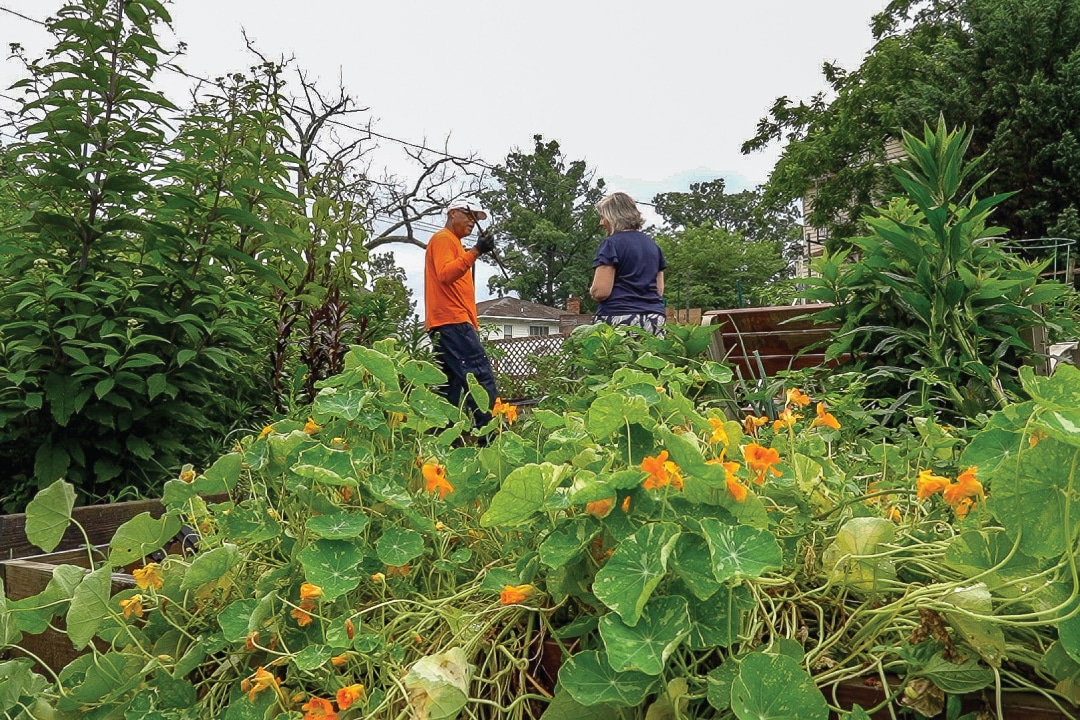 two people standing behind orange flowers in a garden