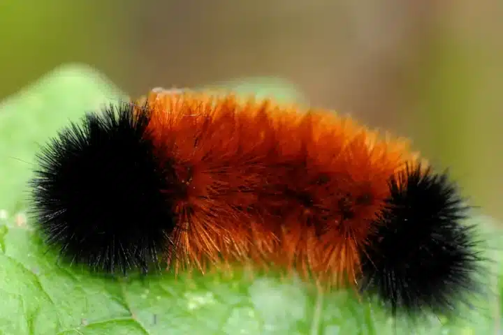 Close up of a woolly bear caterpillar sitting on a green leaf.